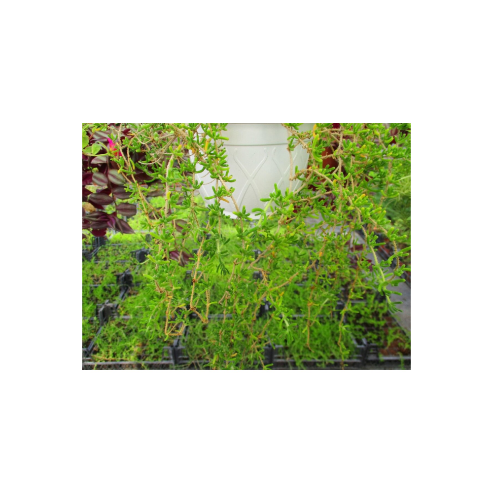 Acem Halısı - Askılı Saksıda Hediyelik