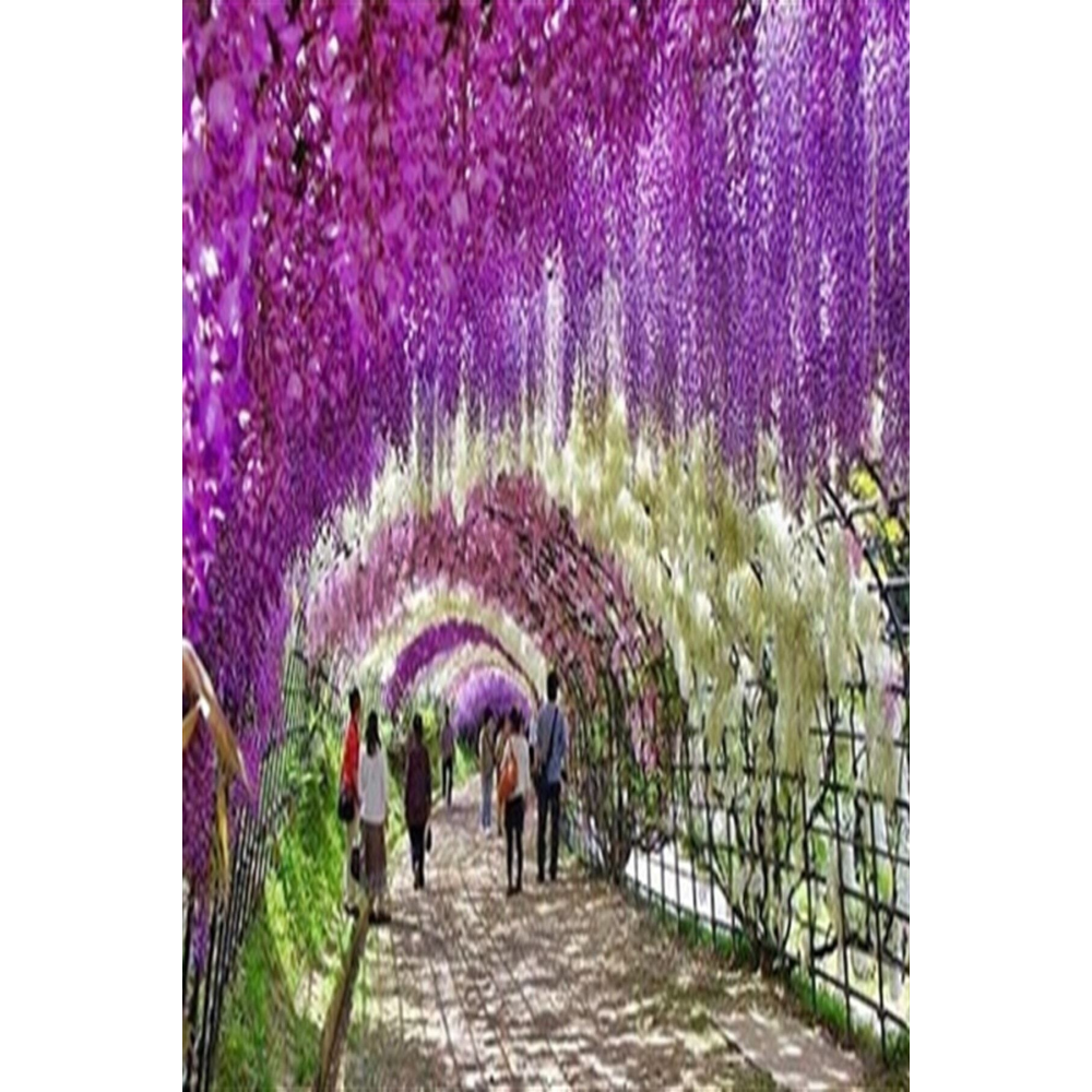 Wisteria Sinensis Kokulu Çin Morsalkım Mor Salkım Fidanı 20-40 Cm