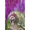 Wisteria Sinensis Kokulu Çin Morsalkım Mor Salkım Fidanı 20-40 Cm