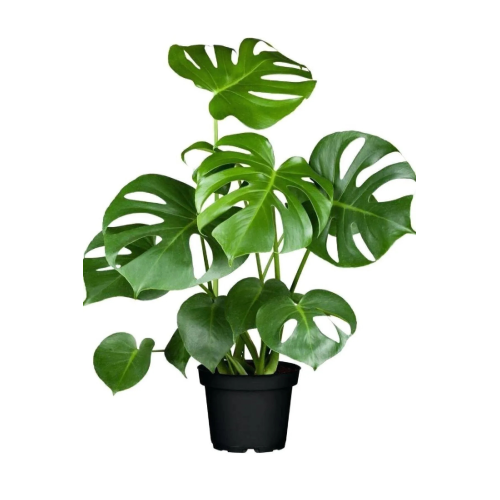 Deve Tabanı - Monstera Deliciosa - 50 Cm Boyunda