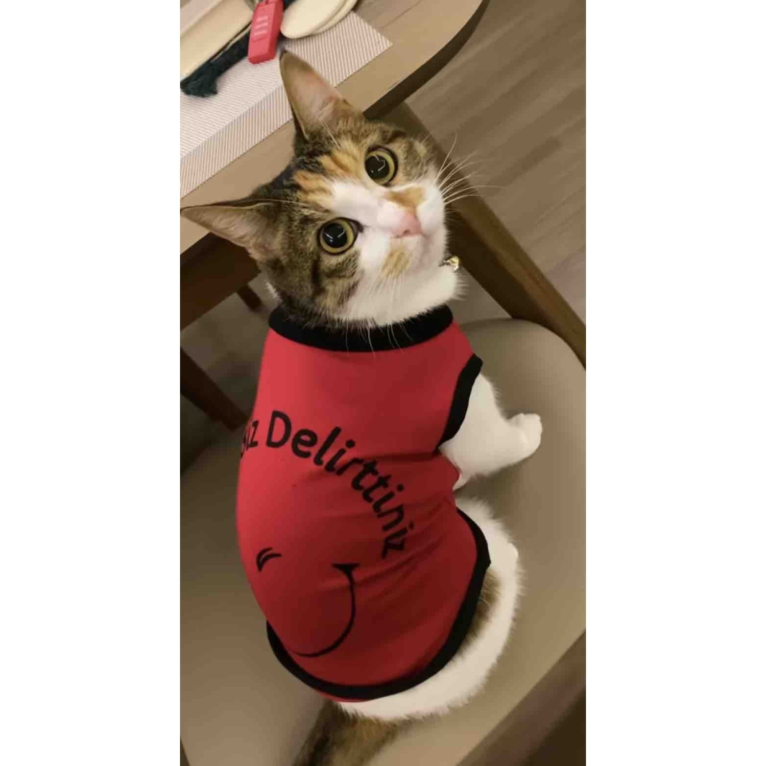 Yeni Sezon Polar Kedi Ve Köpek Kıyafeti - Kırmızı Beni Siz Delirttiniz  L Beden