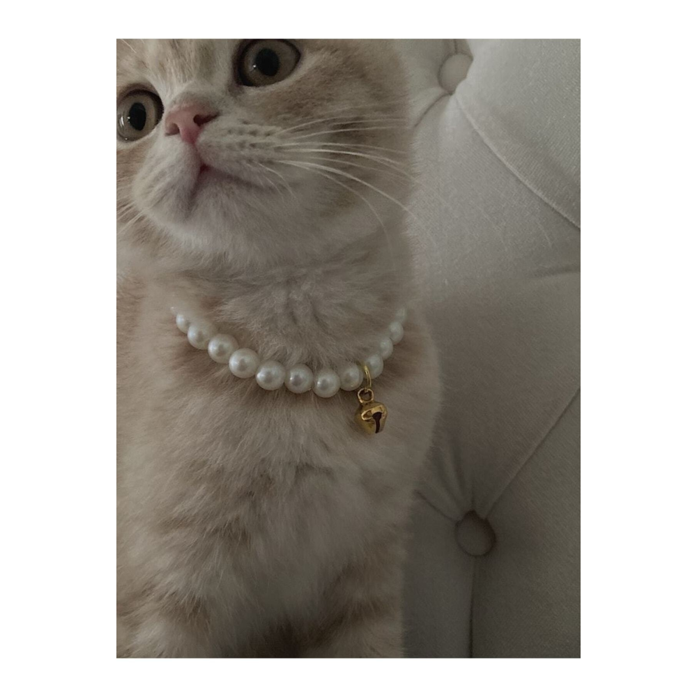 Incili Kedi Tasması