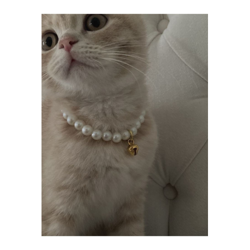 Incili Kedi Tasması