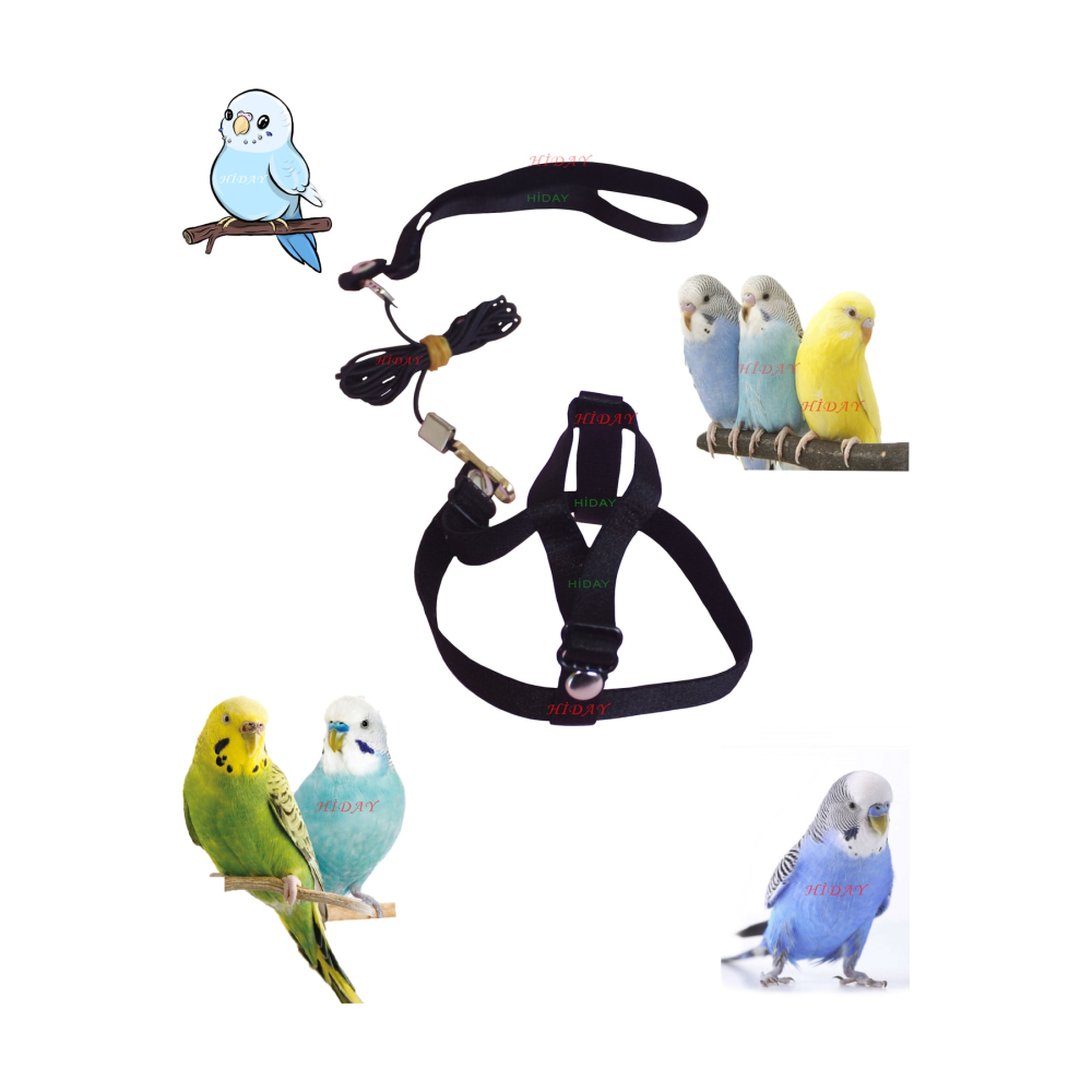 Muhabbet Kuşu Tasması Cennet Papağanı Tasması (SİYAH)