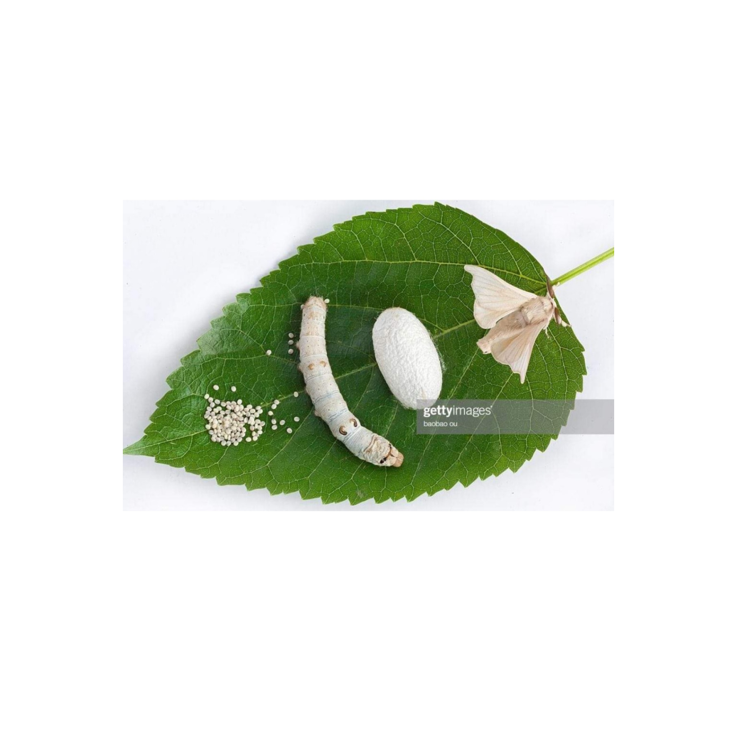 Ipek Böceği Yumurtası 20ad (ipek Böcegi Yetistiriciligi)