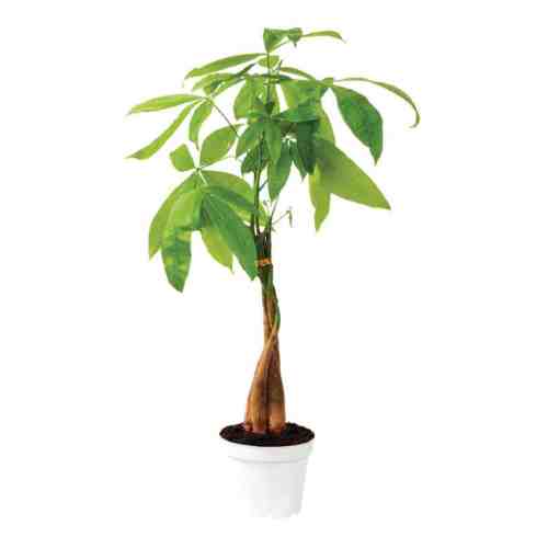 Pachira Ginseng Yeşil Mix