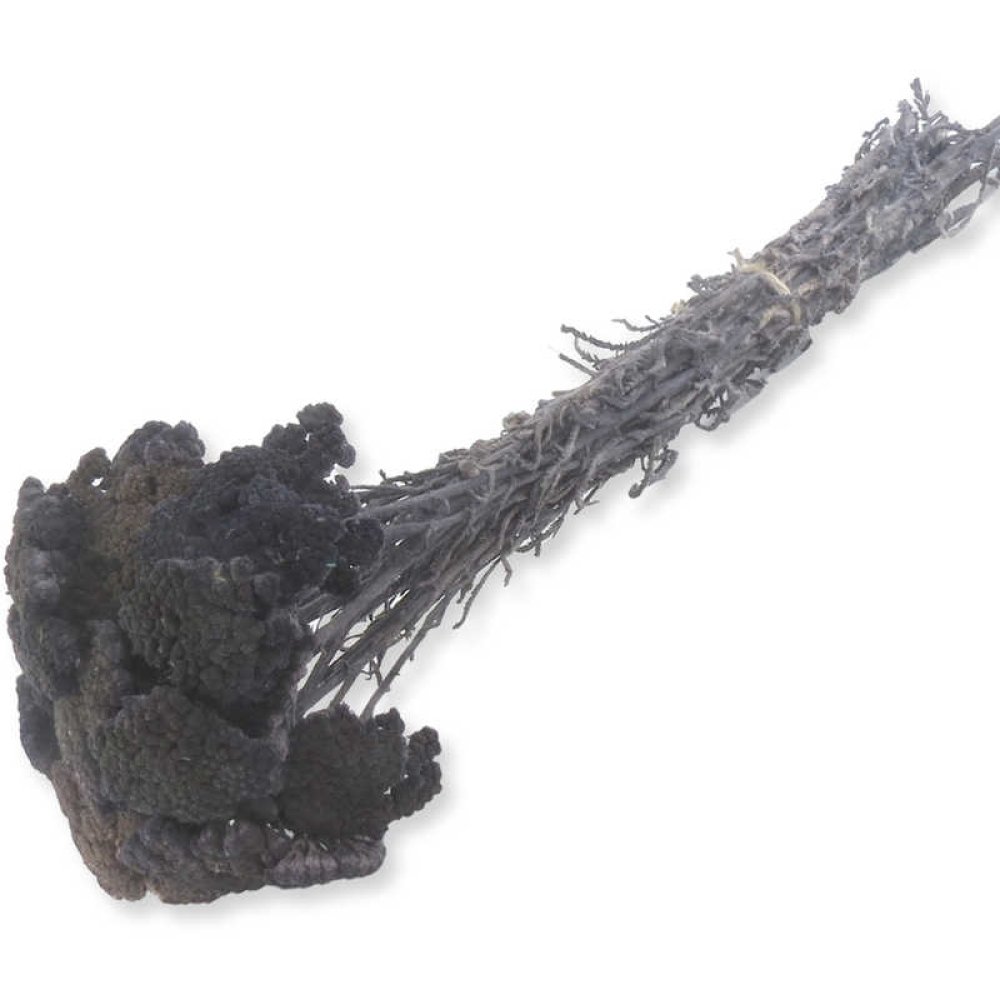 ÇİÇEK DOĞAL ŞEMSİYE ÇİÇEĞİ MOR PK:100GR KL:108