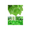 Dekoratif Yeşil Yapraklı Yapay Sarmaşık Üçgen Yaprak Asma Yaprağı
