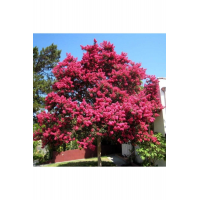 Tüplü Pembe Oya Ağacı Fidanı 50-70 cm Her Mevsim Dikilebilir