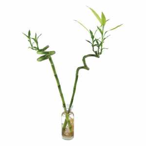 Canlı Çiçek Şans Bambusu
